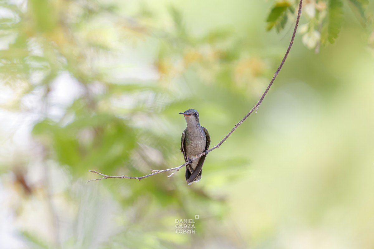 Tres Marias Hummingbird - Daniel  Garza Tobón