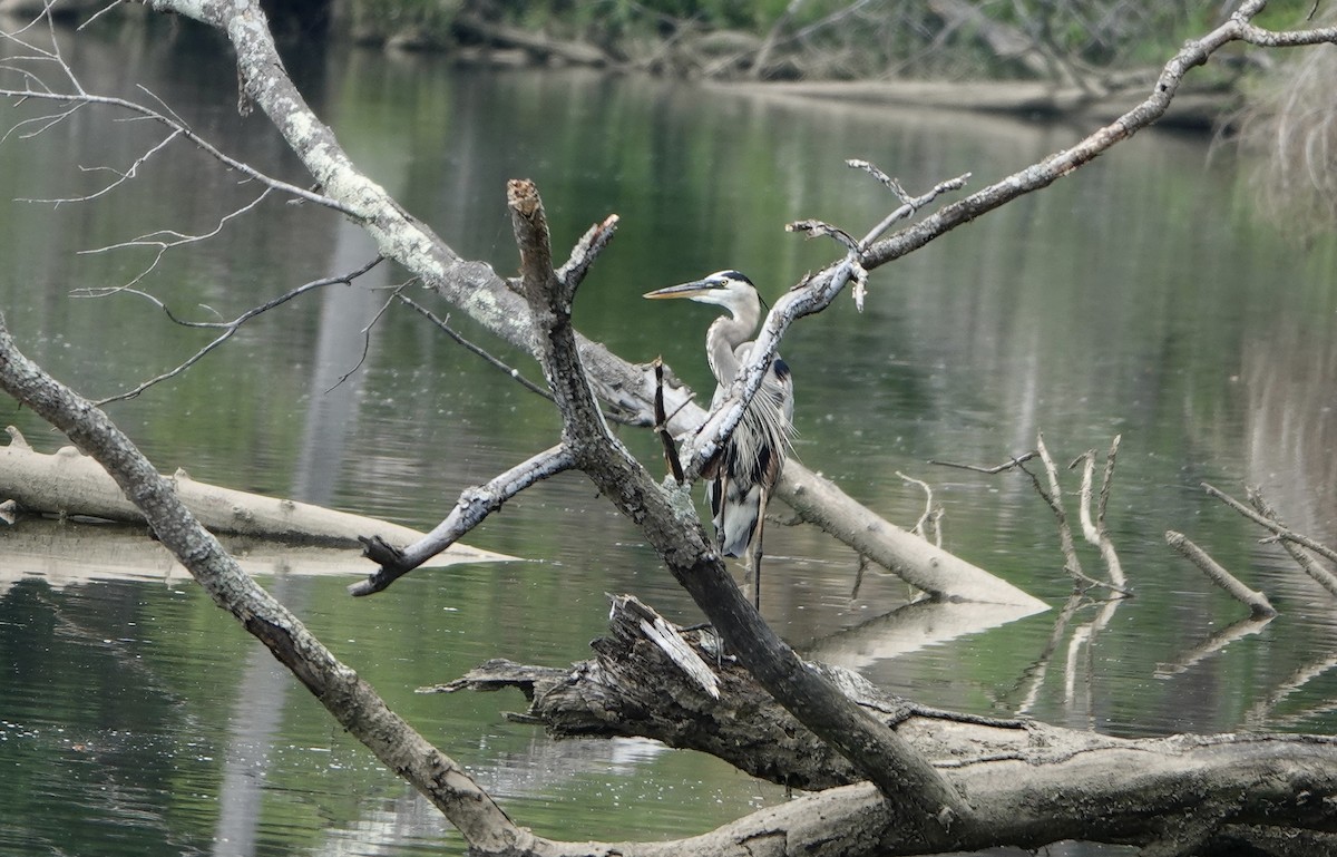 Great Blue Heron - ML593022711