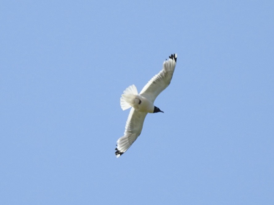 Mouette de Franklin - ML593024101