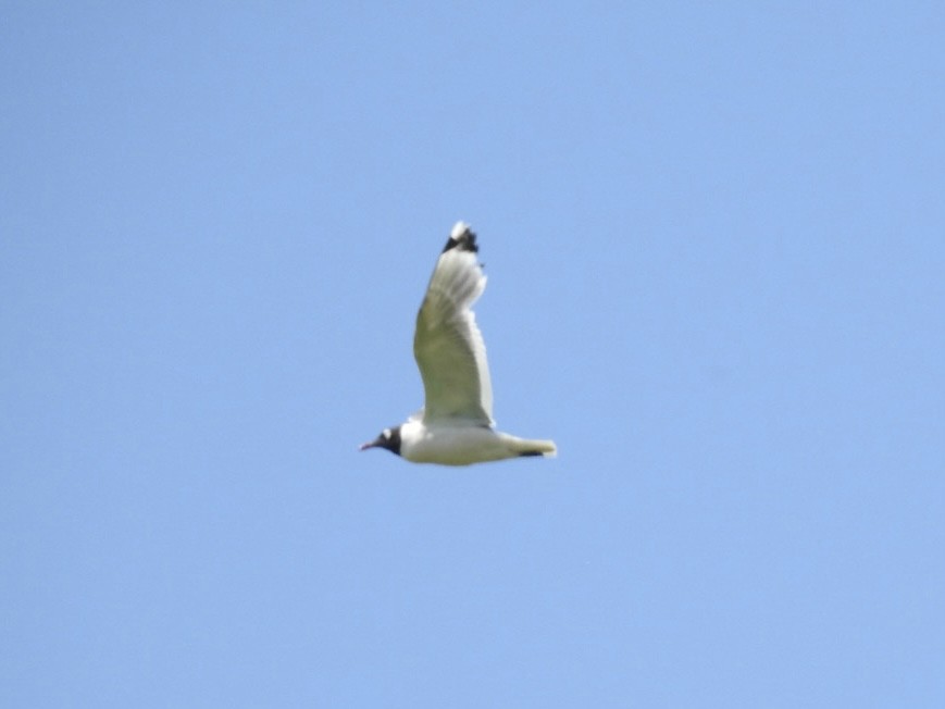 Franklin's Gull - ML593024111