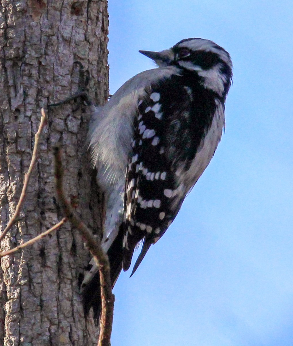 Downy Woodpecker - ML593024401