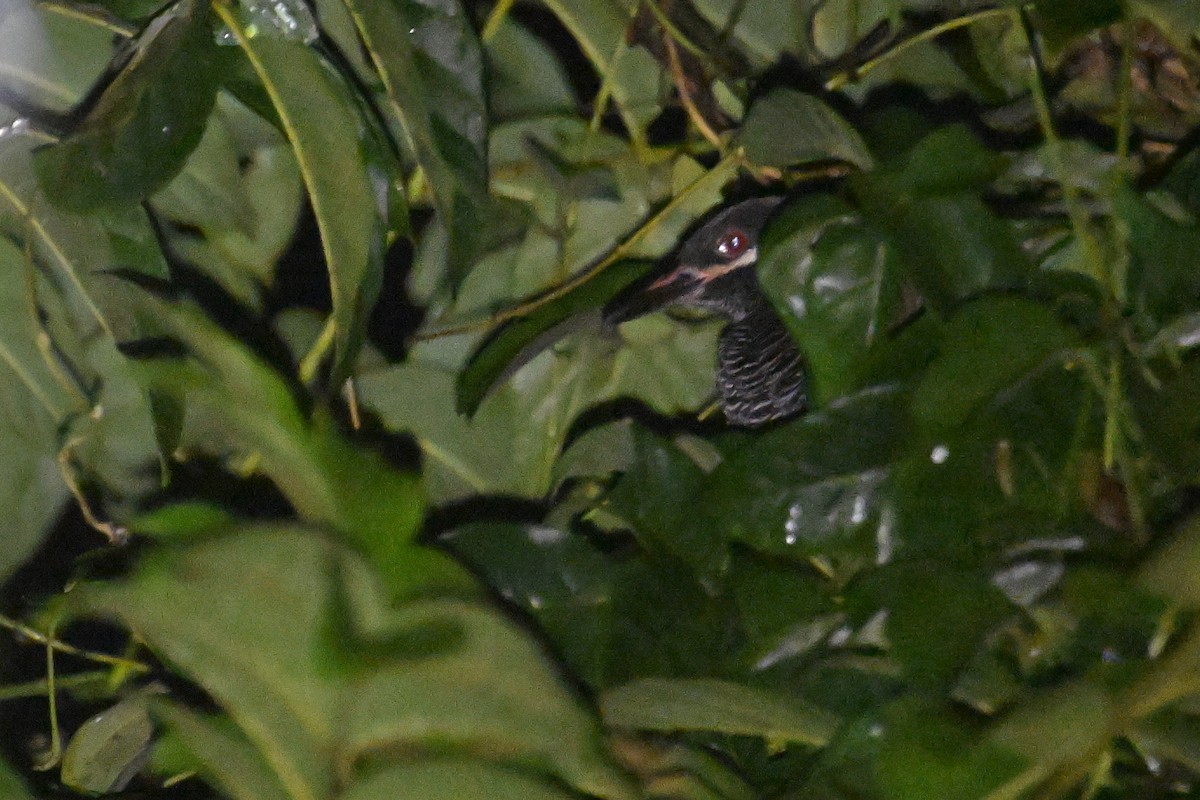 Barred Rail - ML593025931