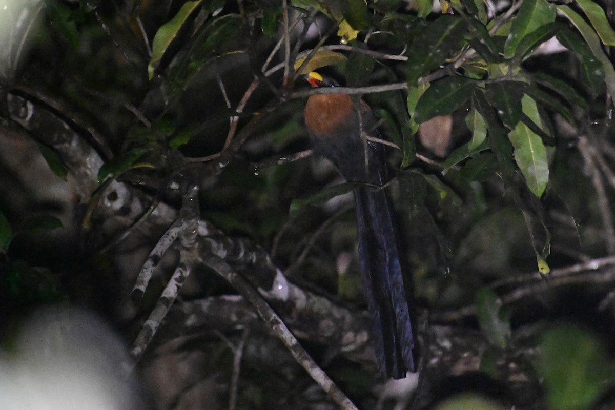 Yellow-billed Malkoha - ML593025971