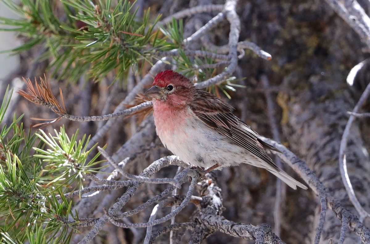 Cassin's Finch - ML593026101