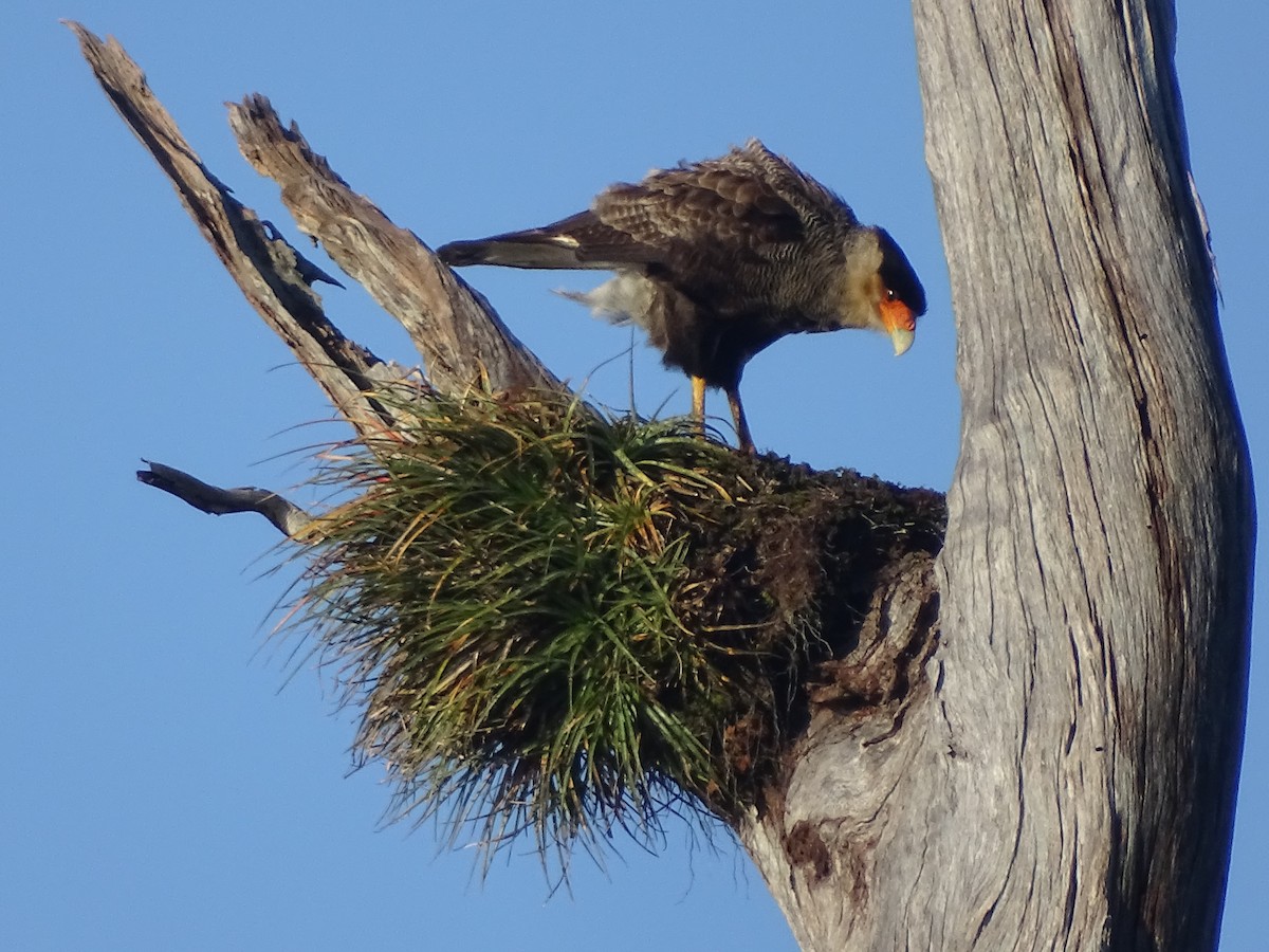 Crested Caracara - José Ignacio Catalán Ruiz