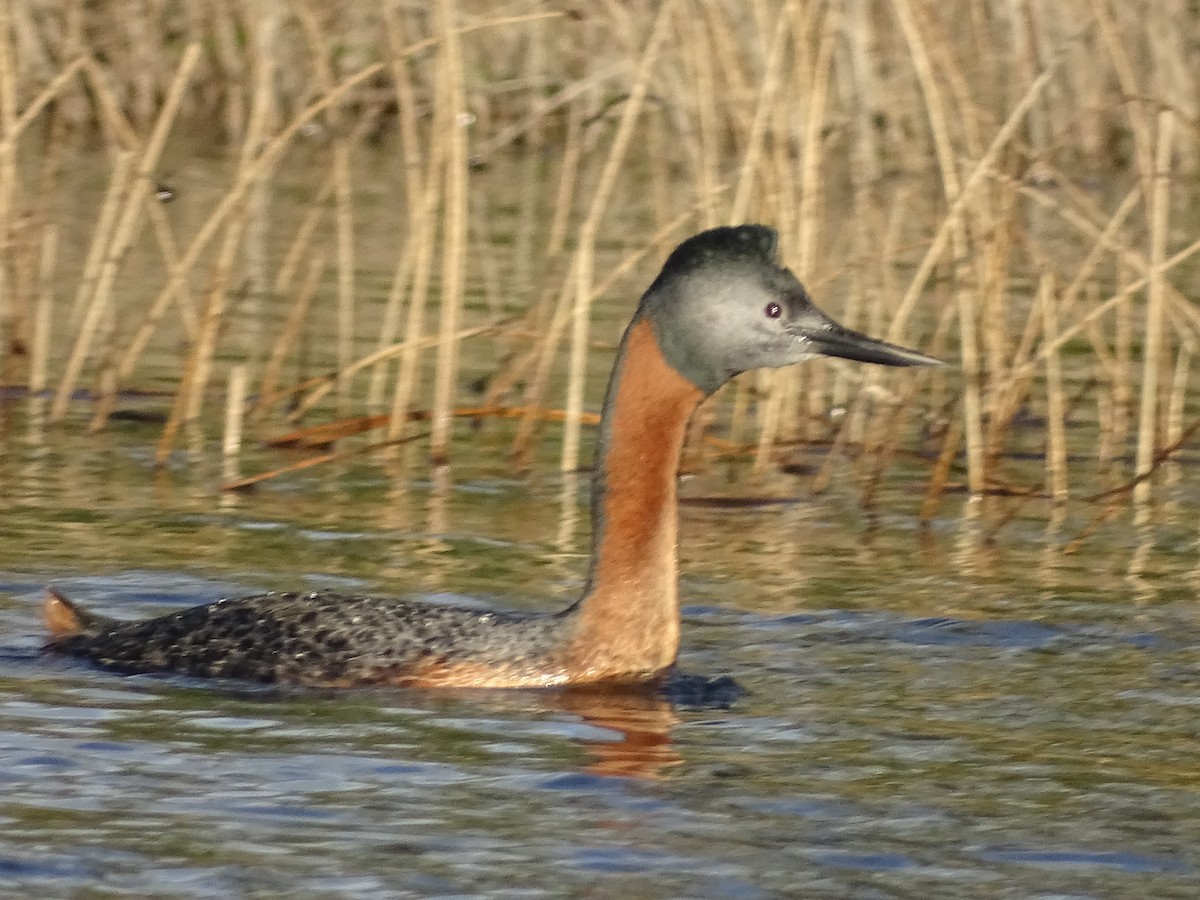 Great Grebe - José Ignacio Catalán Ruiz