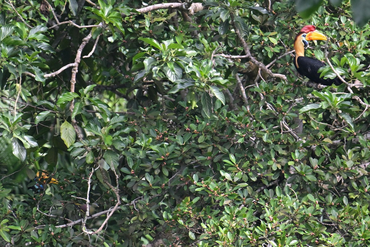 Knobbed Hornbill - Ting-Wei (廷維) HUNG (洪)
