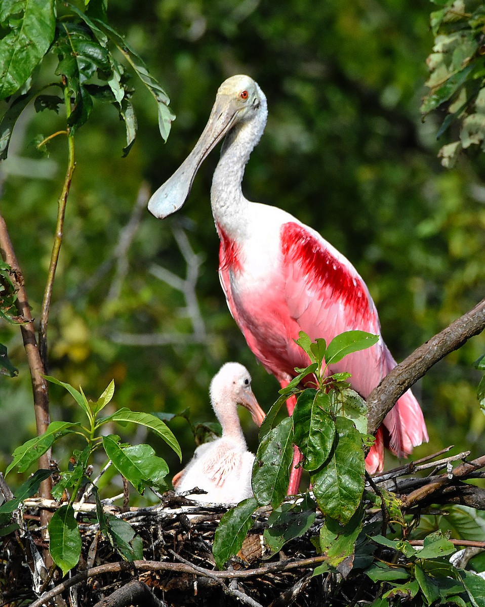 Roseate Spoonbill - ML593029491