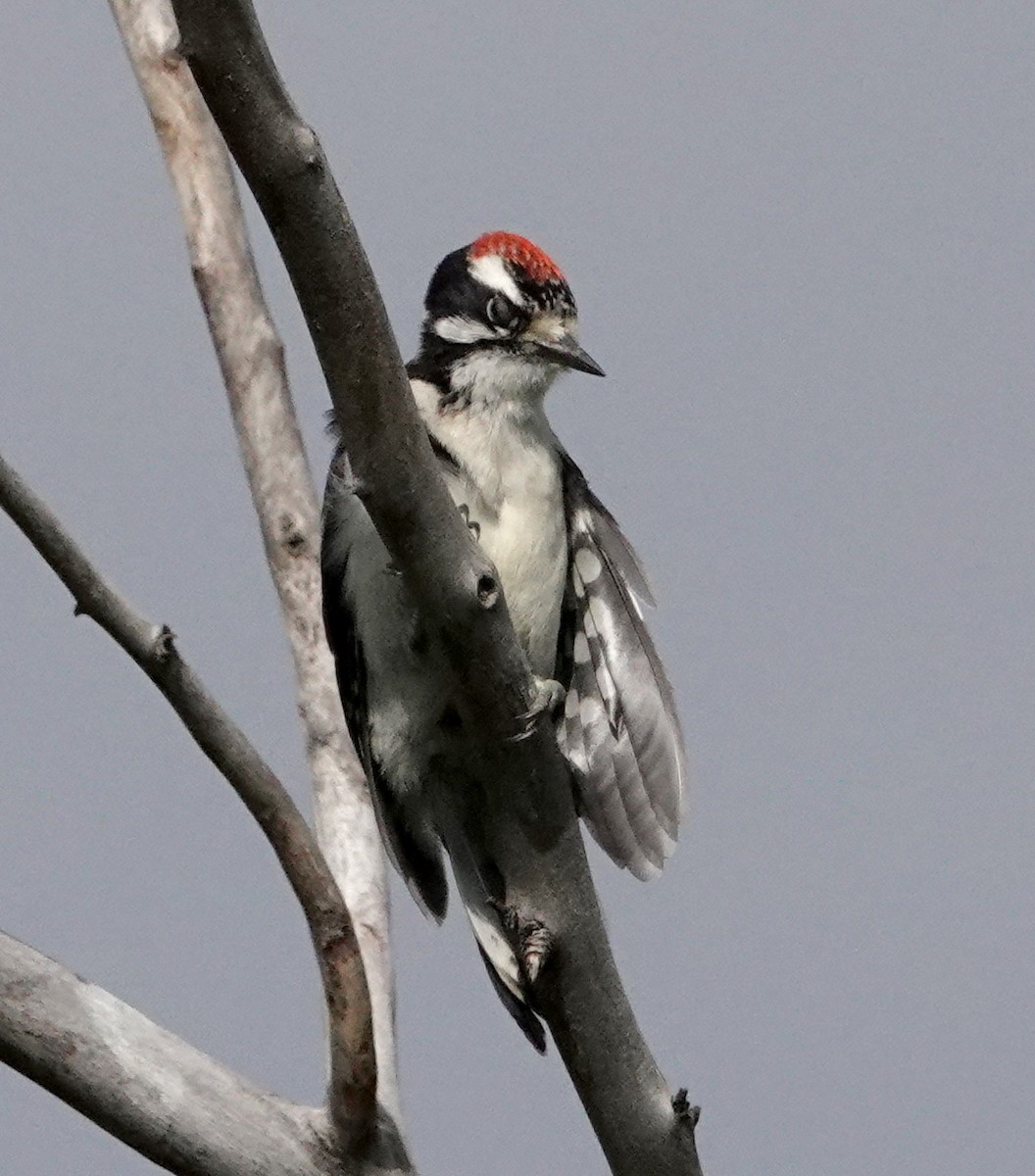 Downy Woodpecker - Thomas Jackman