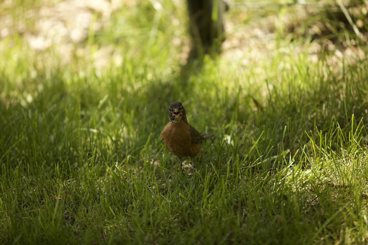 American Robin - Paul Miller