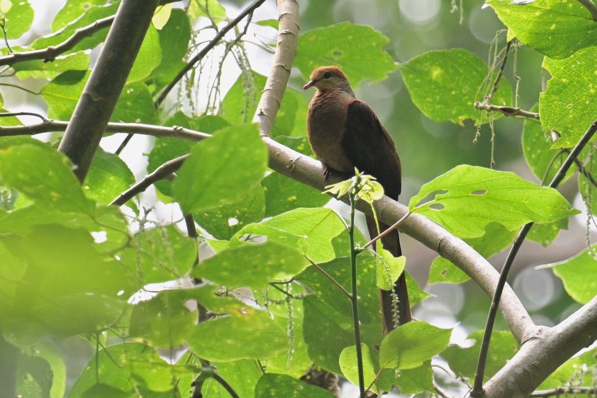 Sultan's Cuckoo-Dove (Sulawesi) - ML593030591