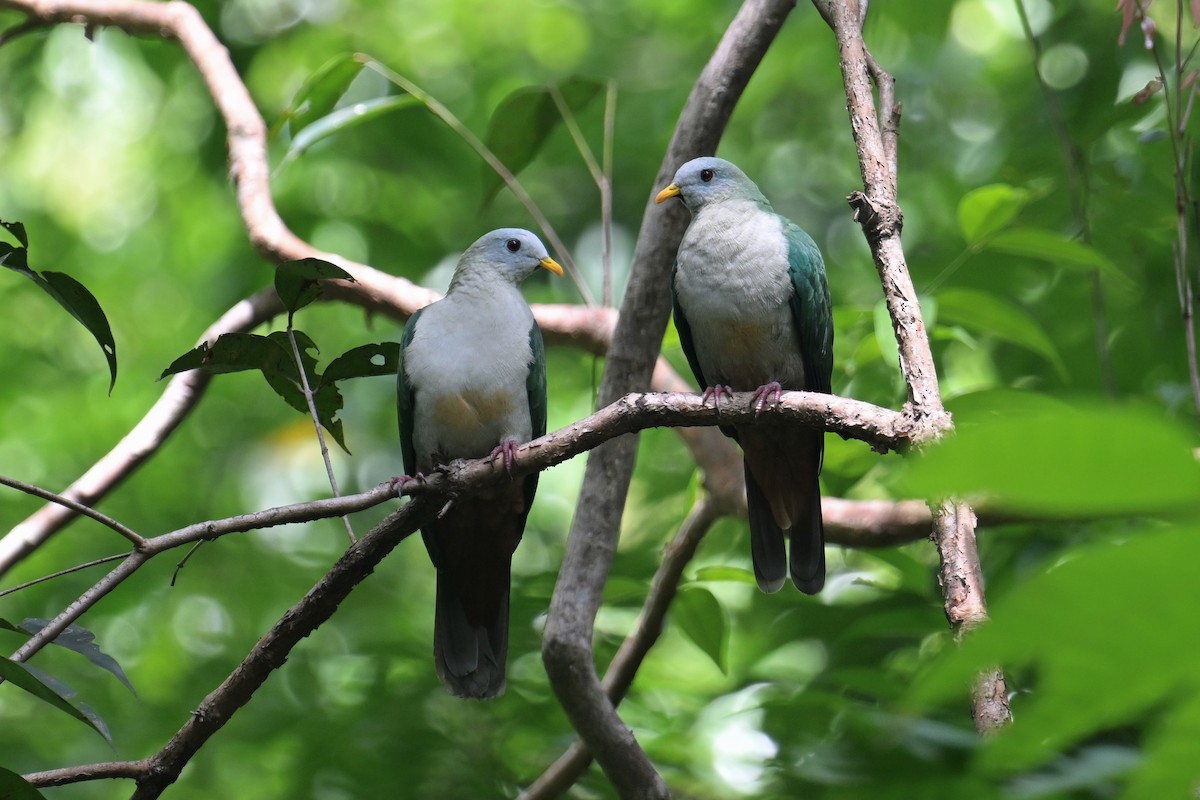 Maroon-chinned Fruit-Dove - ML593031171