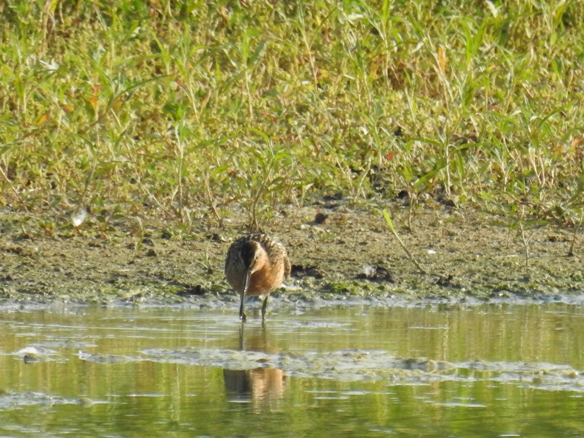 Short-billed/Long-billed Dowitcher - ML593032331
