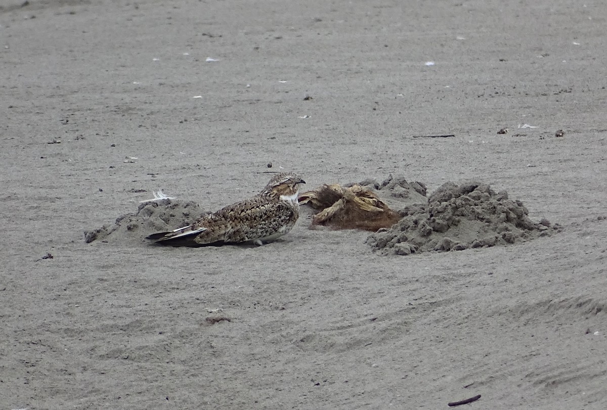 Sand-colored Nighthawk - ML593032881