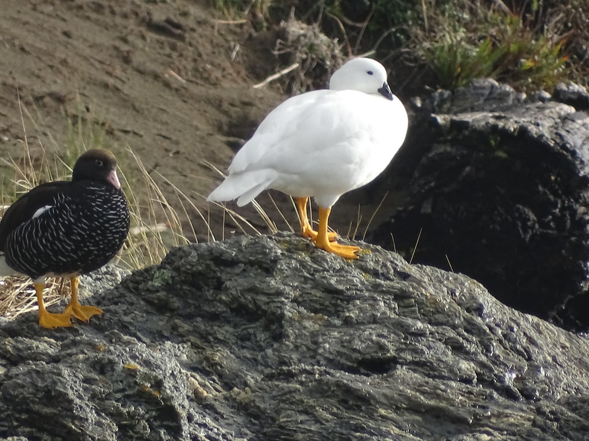 Kelp Goose - ML593033251