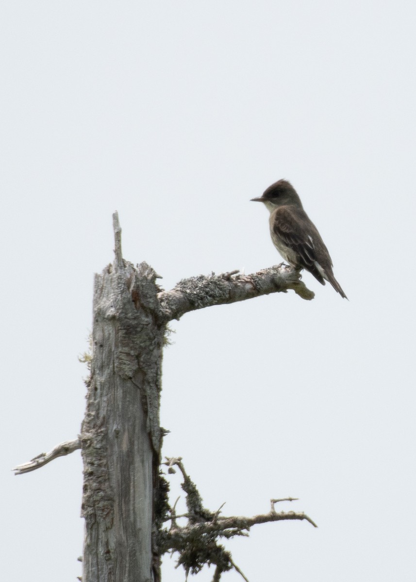 Olive-sided Flycatcher - ML593033381