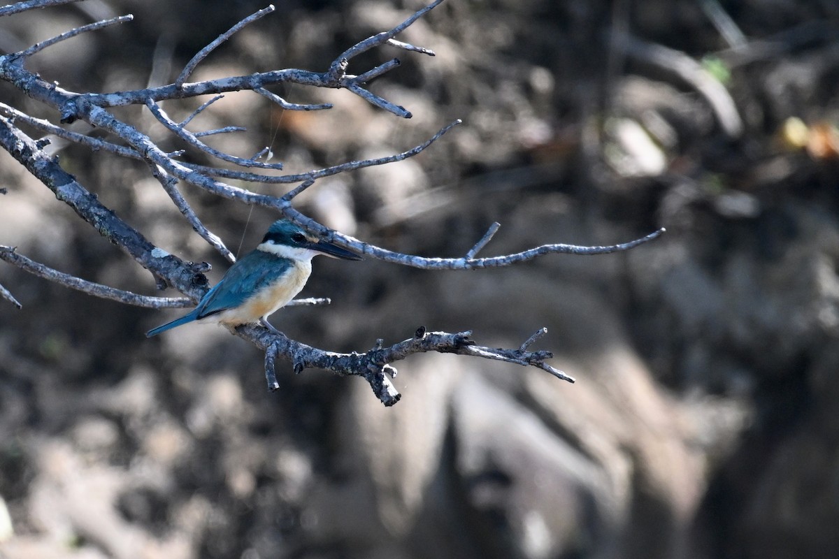 Sacred Kingfisher - ML593033411