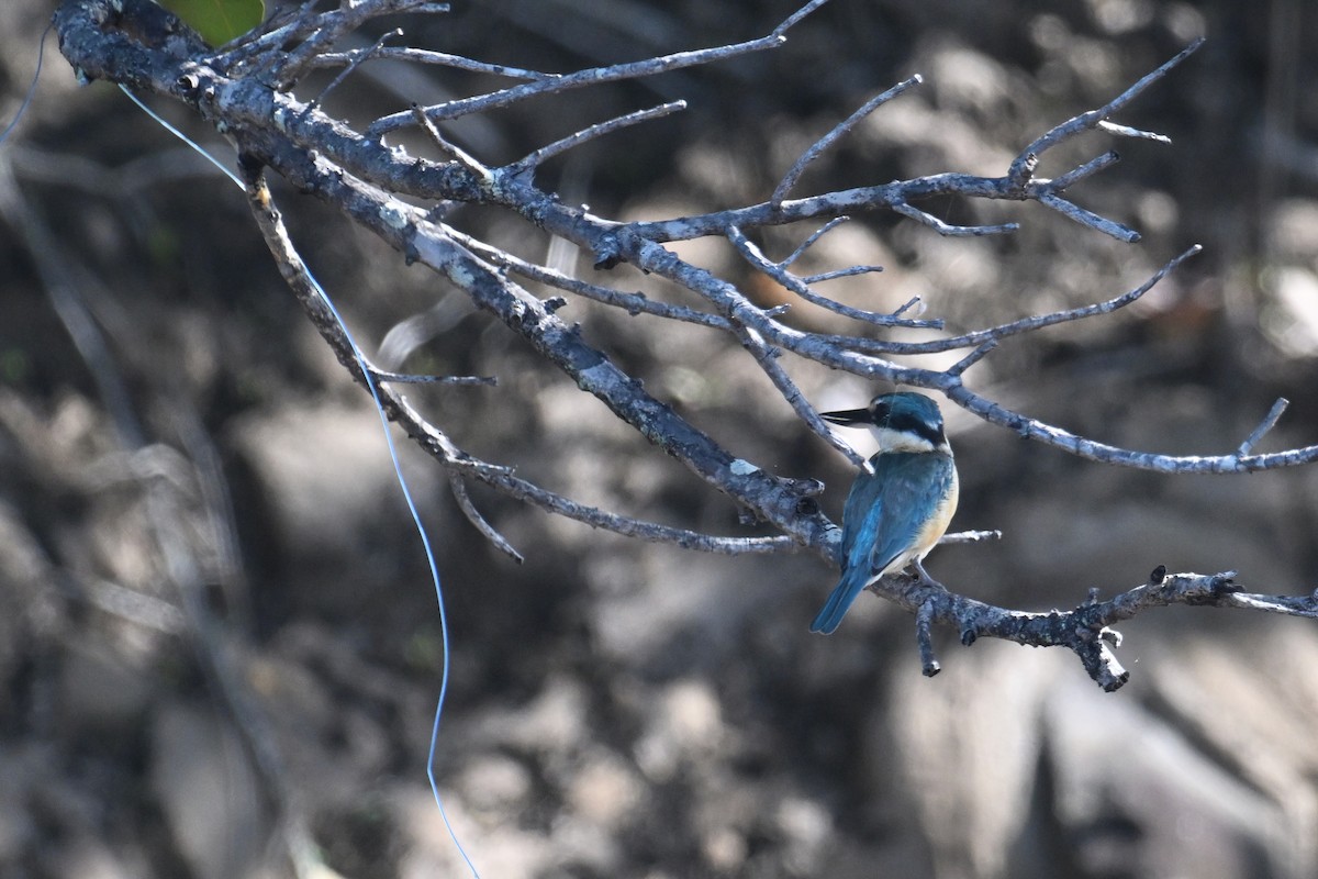 Sacred Kingfisher - Ting-Wei (廷維) HUNG (洪)