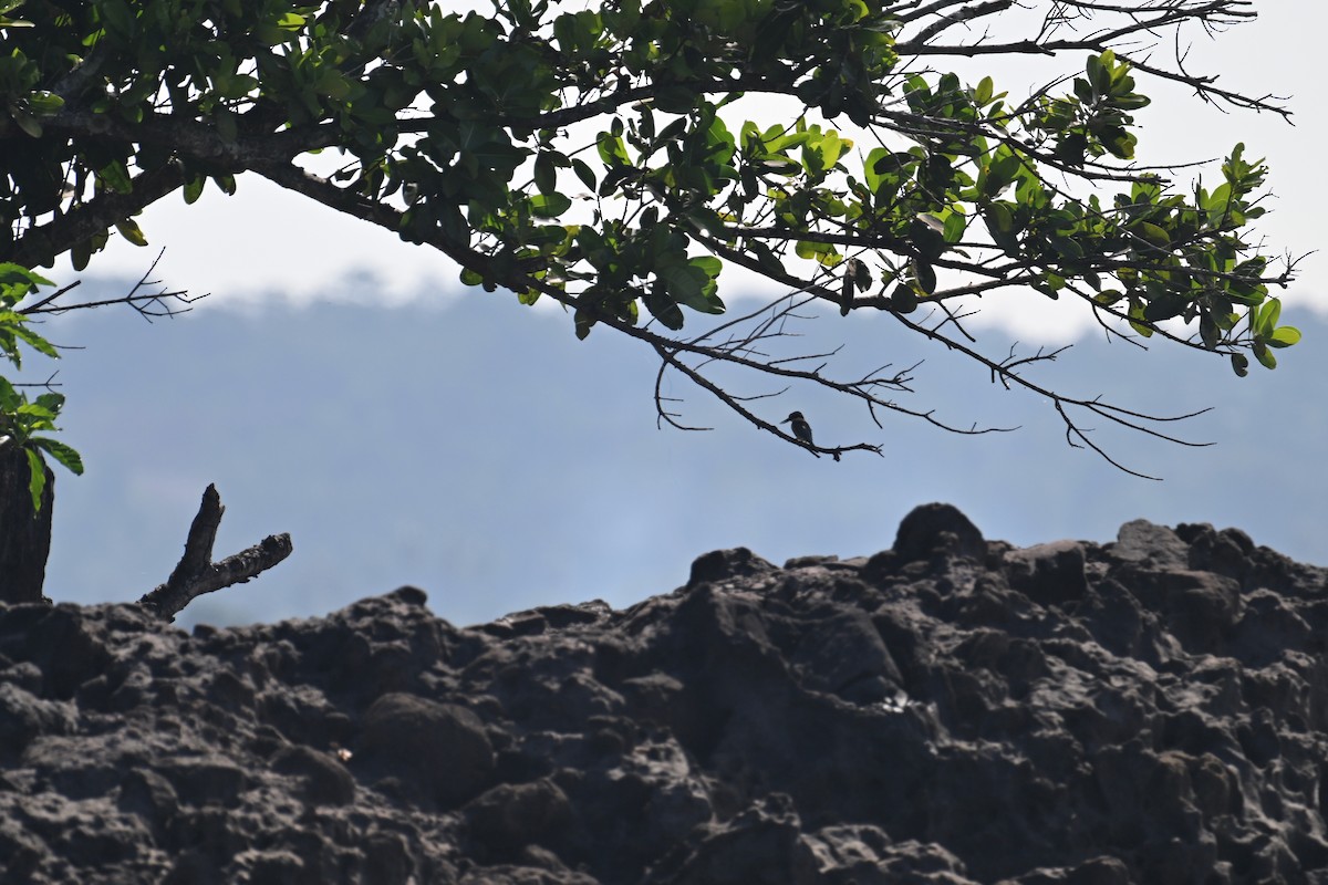 Sacred Kingfisher - ML593033431