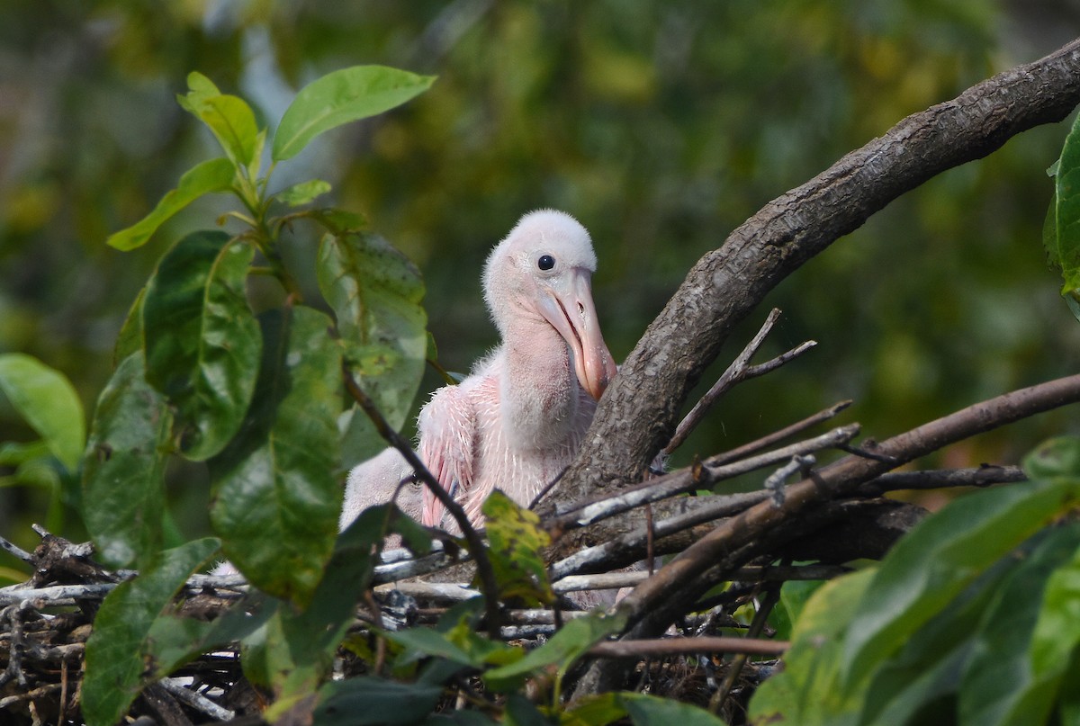 Roseate Spoonbill - Erik Johnson