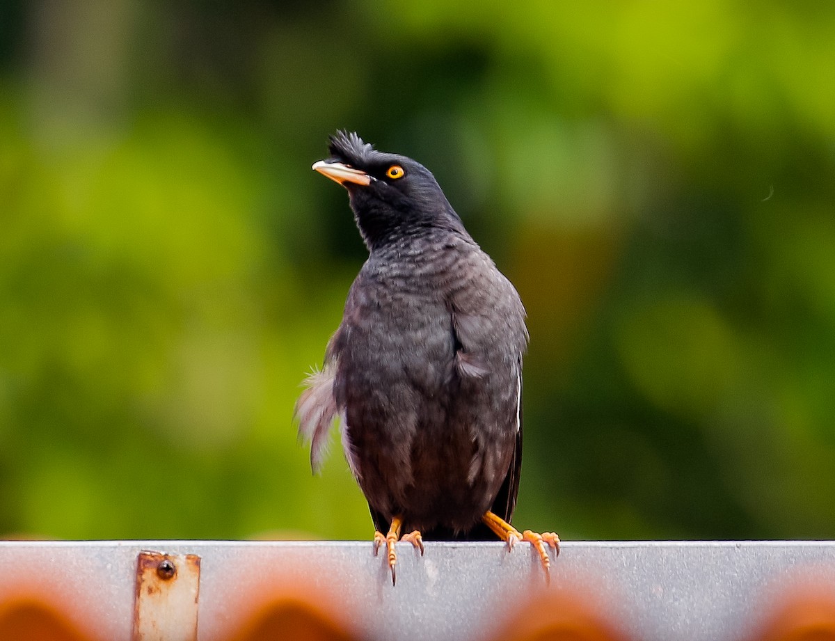 Crested Myna - ML593034181