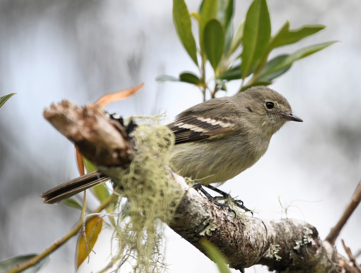 Greater Antillean Elaenia (Hispaniolan) - ML593034251