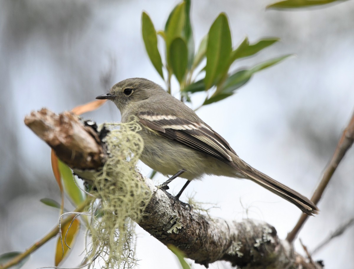 Greater Antillean Elaenia (Hispaniolan) - ML593034401