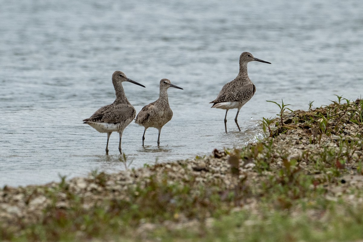 Willet - ML593034471