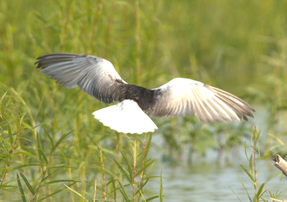White-winged Tern - ML593035831