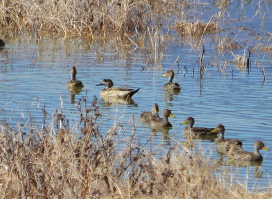 Crested Duck - ML593035881