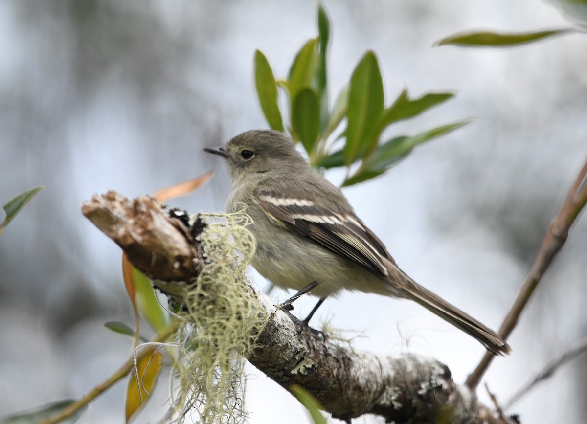 Greater Antillean Elaenia (Hispaniolan) - ML593035961