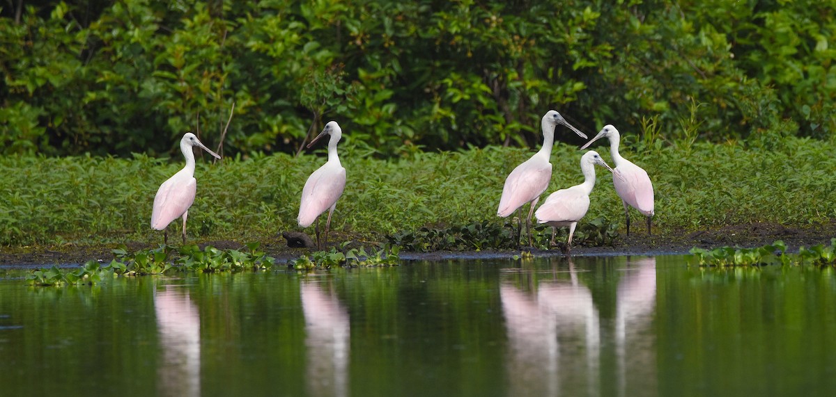 Roseate Spoonbill - ML593036101