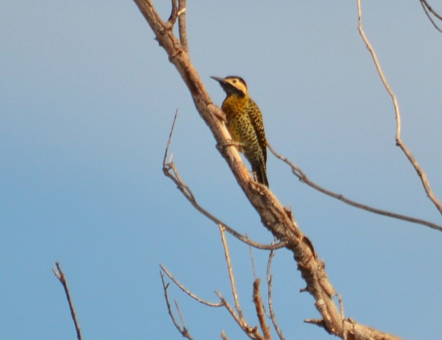 Green-barred Woodpecker - ML593036161