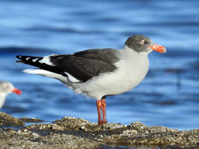 Dolphin Gull - MARCIO KERBAGE