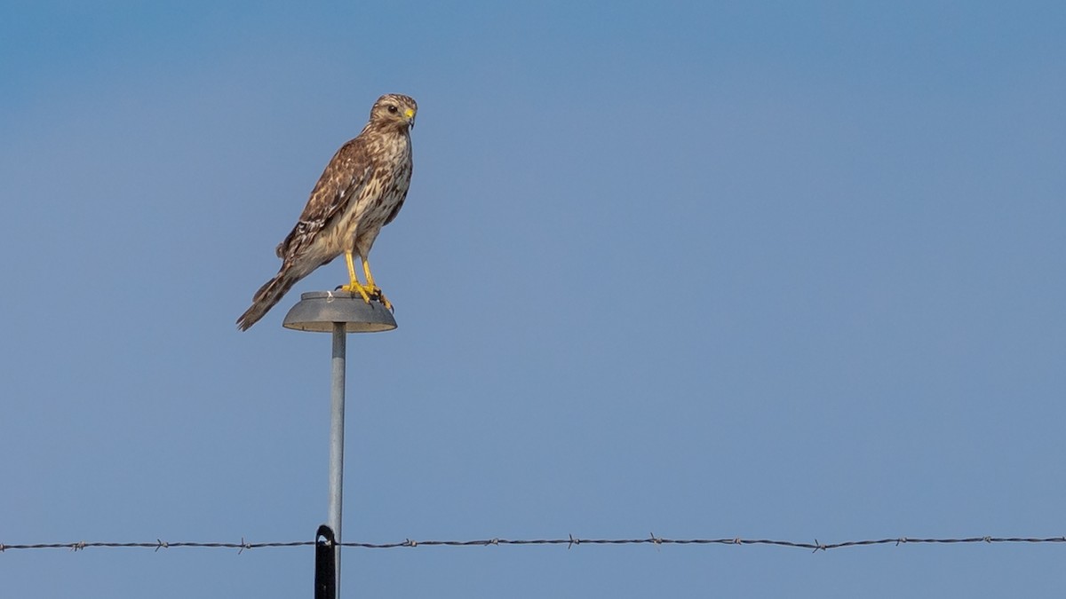 Red-shouldered Hawk - Todd Kiraly