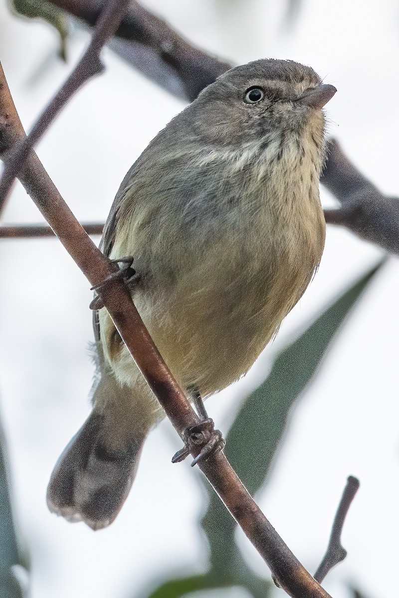 Weebill - ML593036871