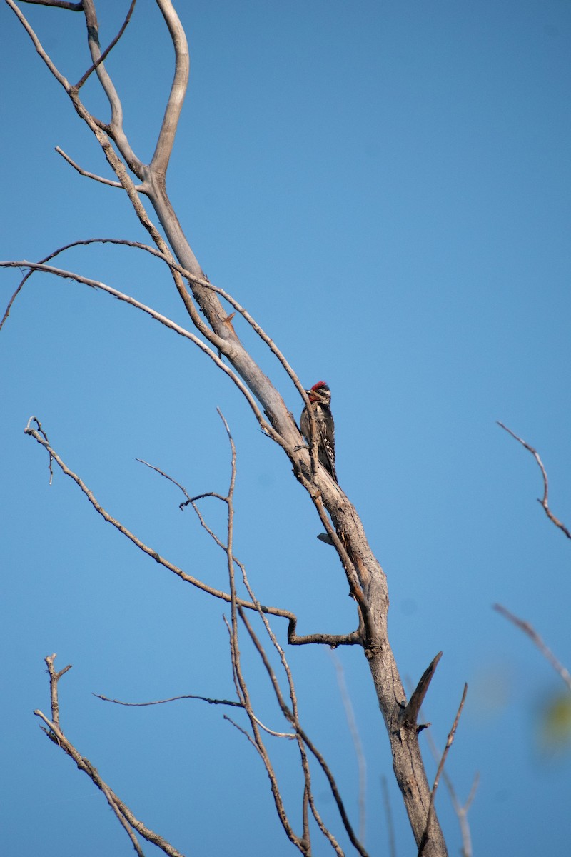Red-naped Sapsucker - ML593037181