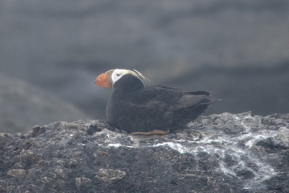 Tufted Puffin - ML593037381