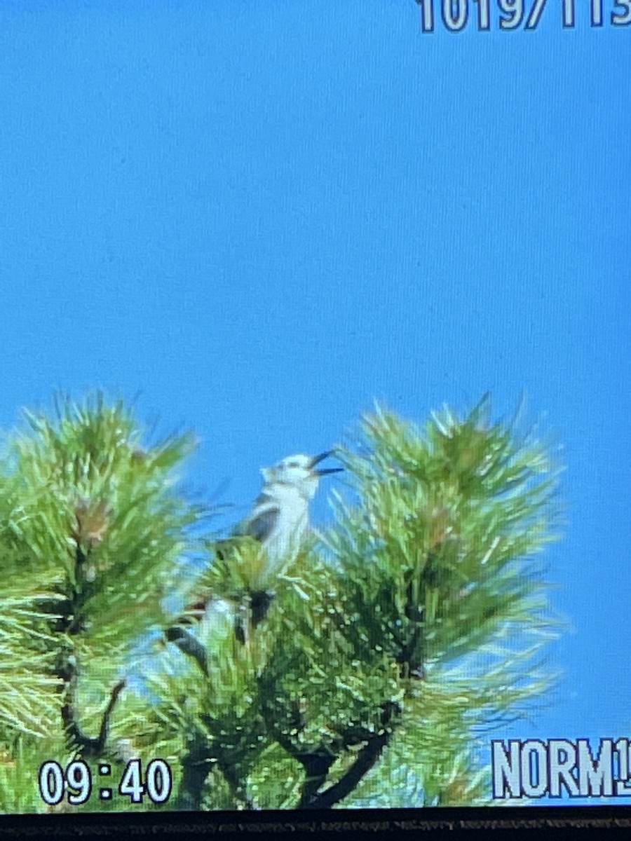 Clark's Nutcracker - ML593037421