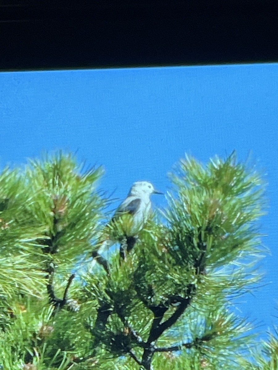 Clark's Nutcracker - ML593037431