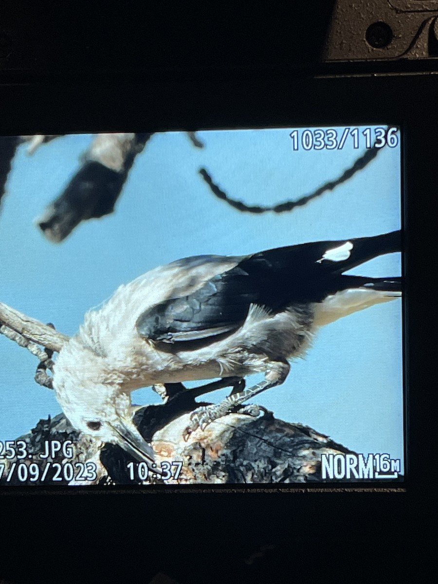 Clark's Nutcracker - ML593037441