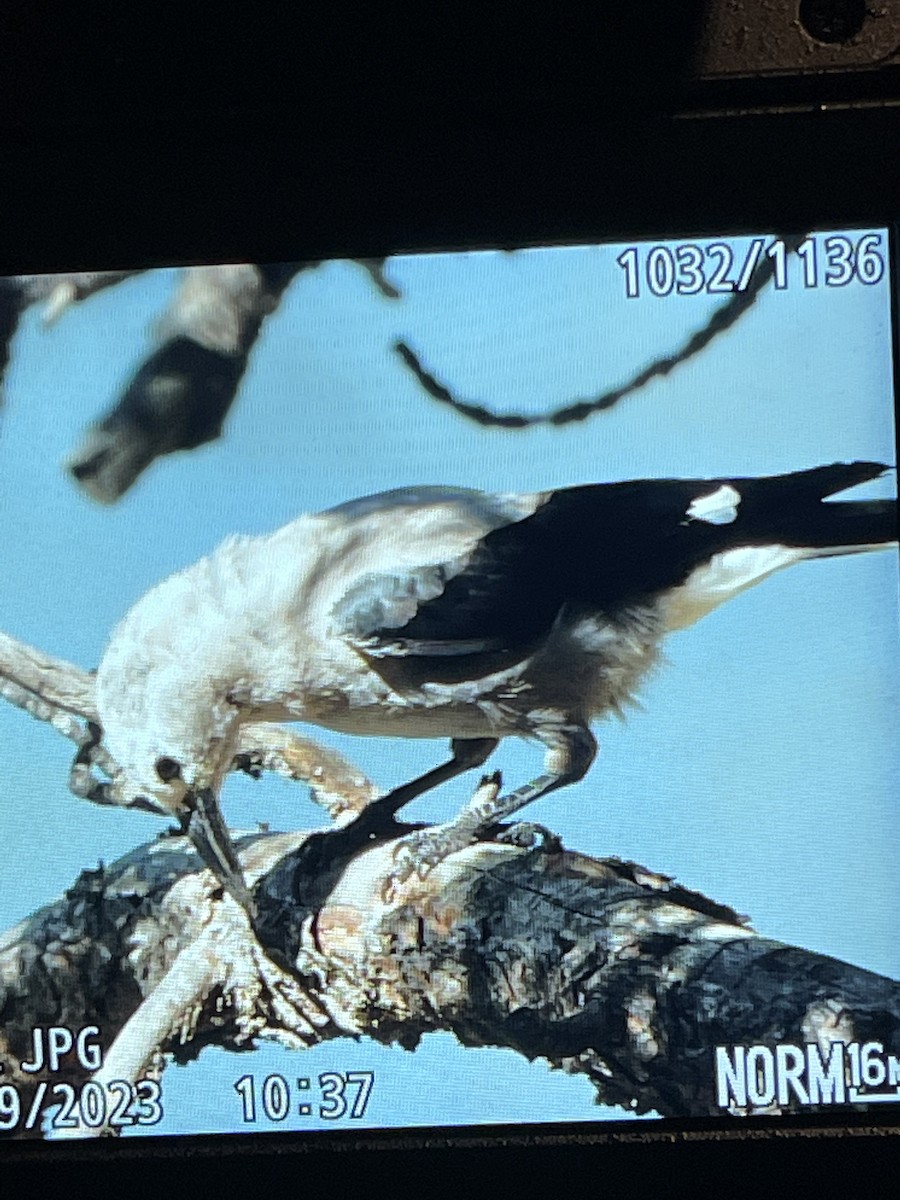 Clark's Nutcracker - ML593037451