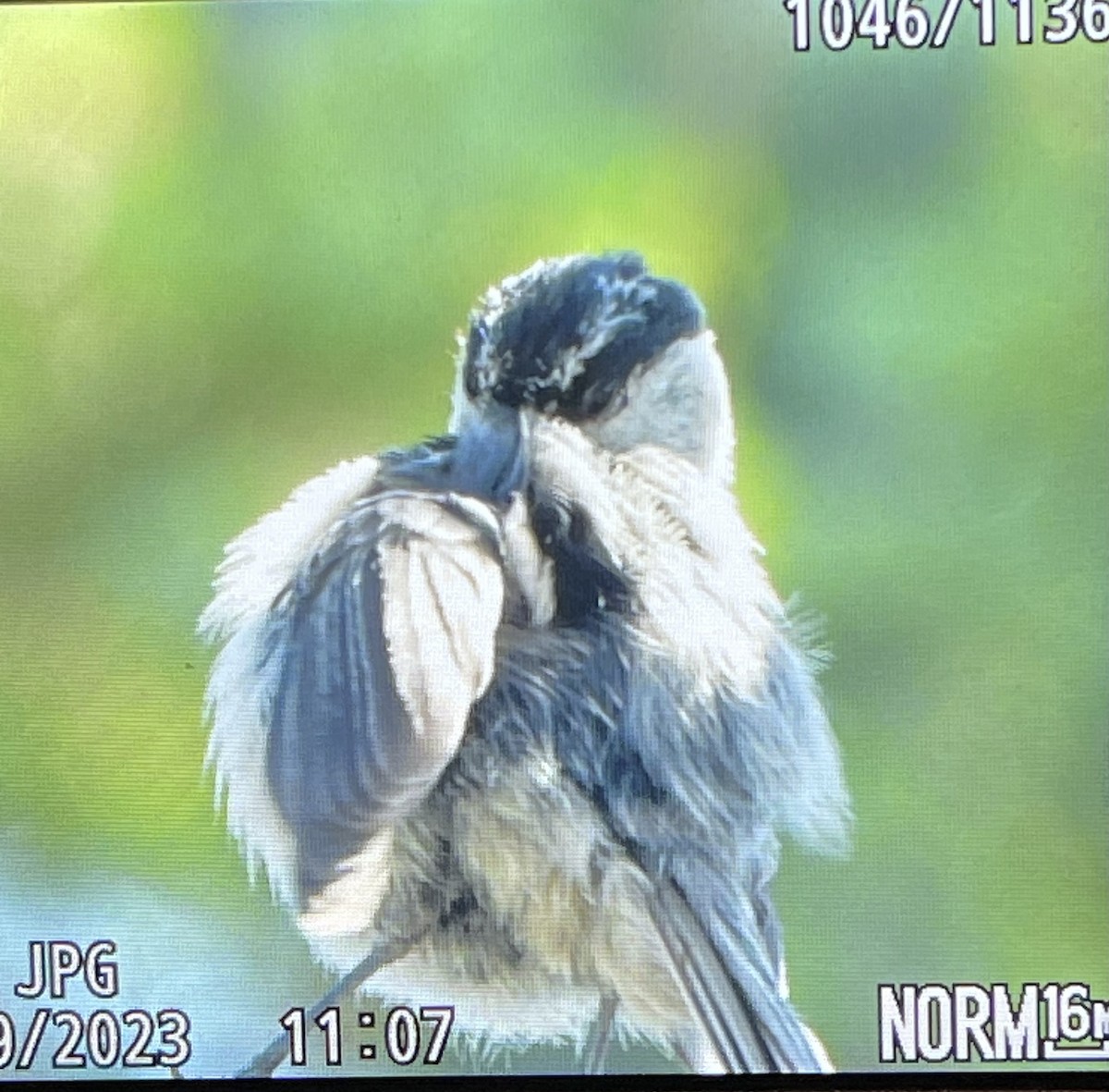 Mountain Chickadee - ML593037521