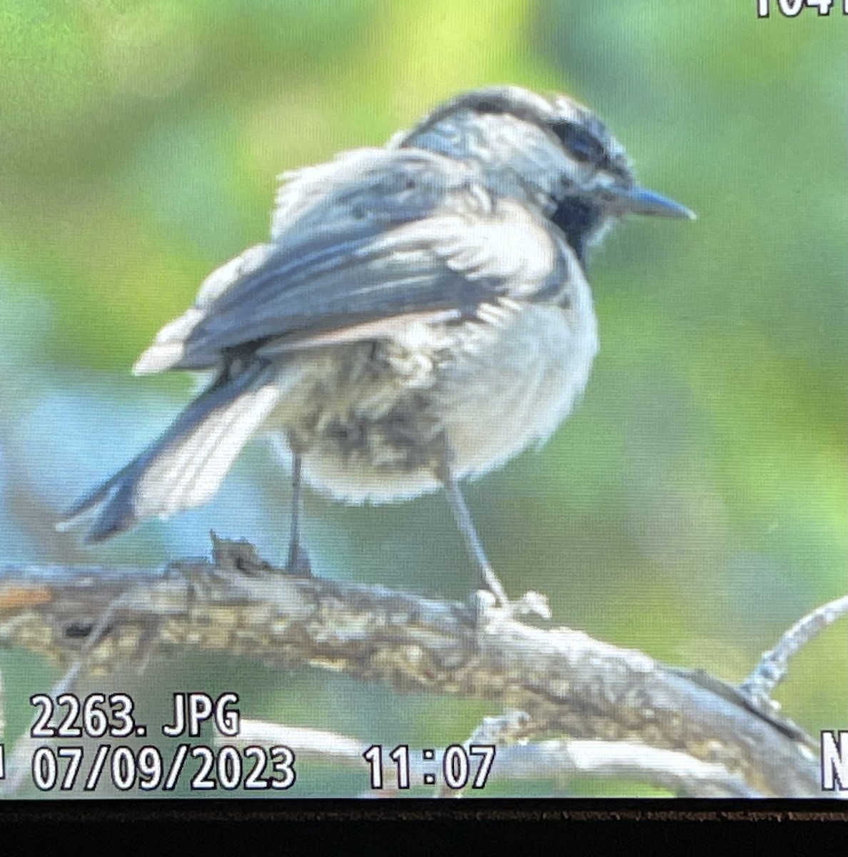 Mountain Chickadee - ML593037531
