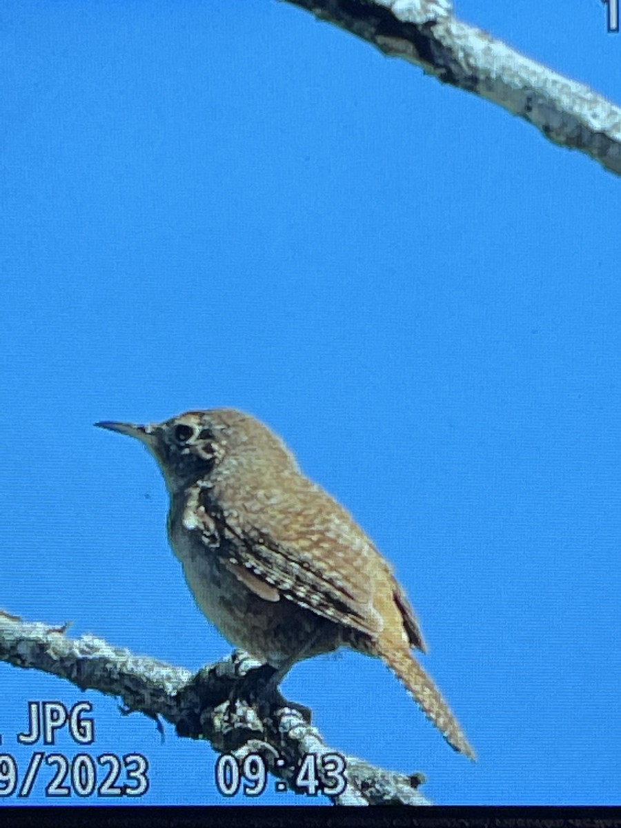 Northern House Wren - ML593037641