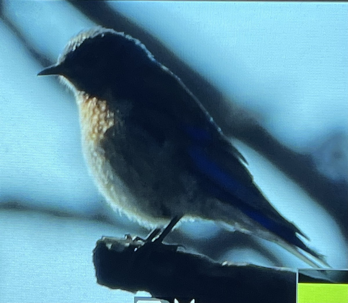 Western Bluebird - ML593037861