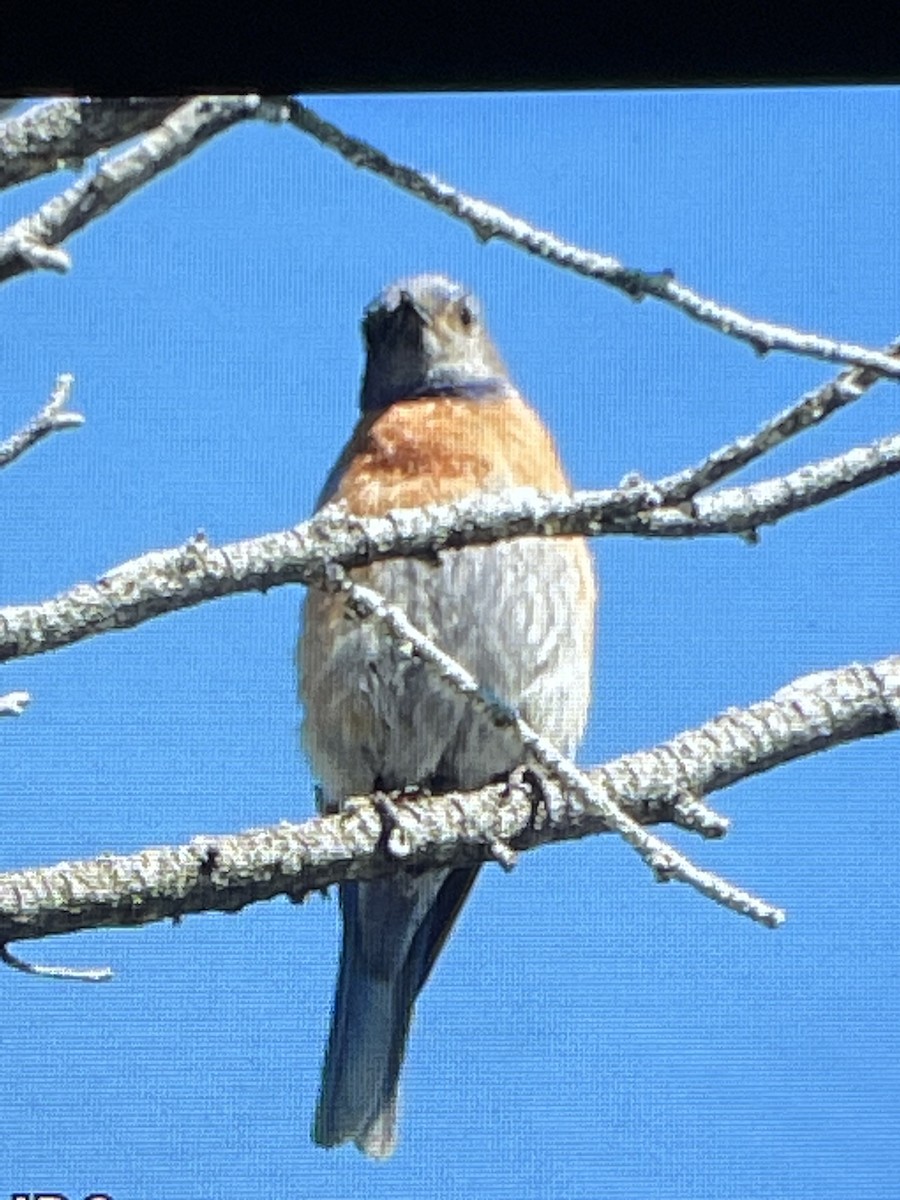 Western Bluebird - ML593037871