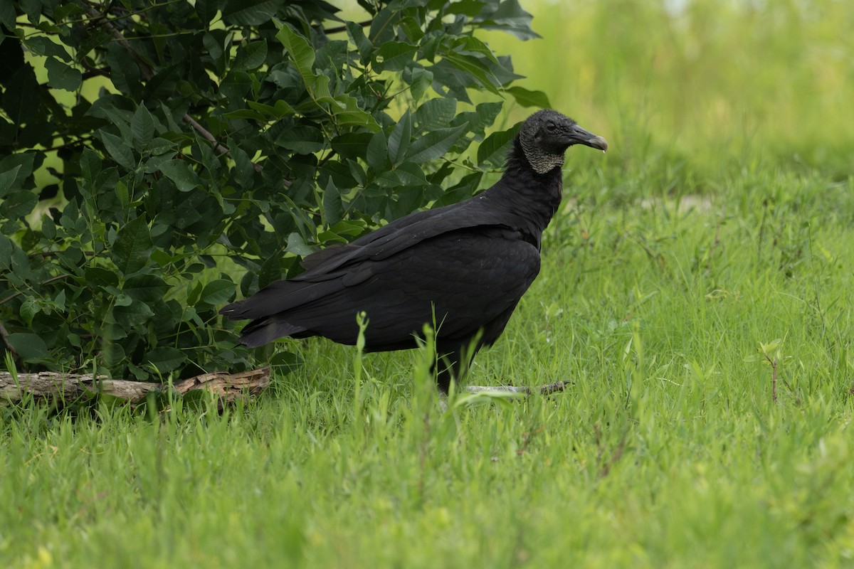 Black Vulture - ML593038091