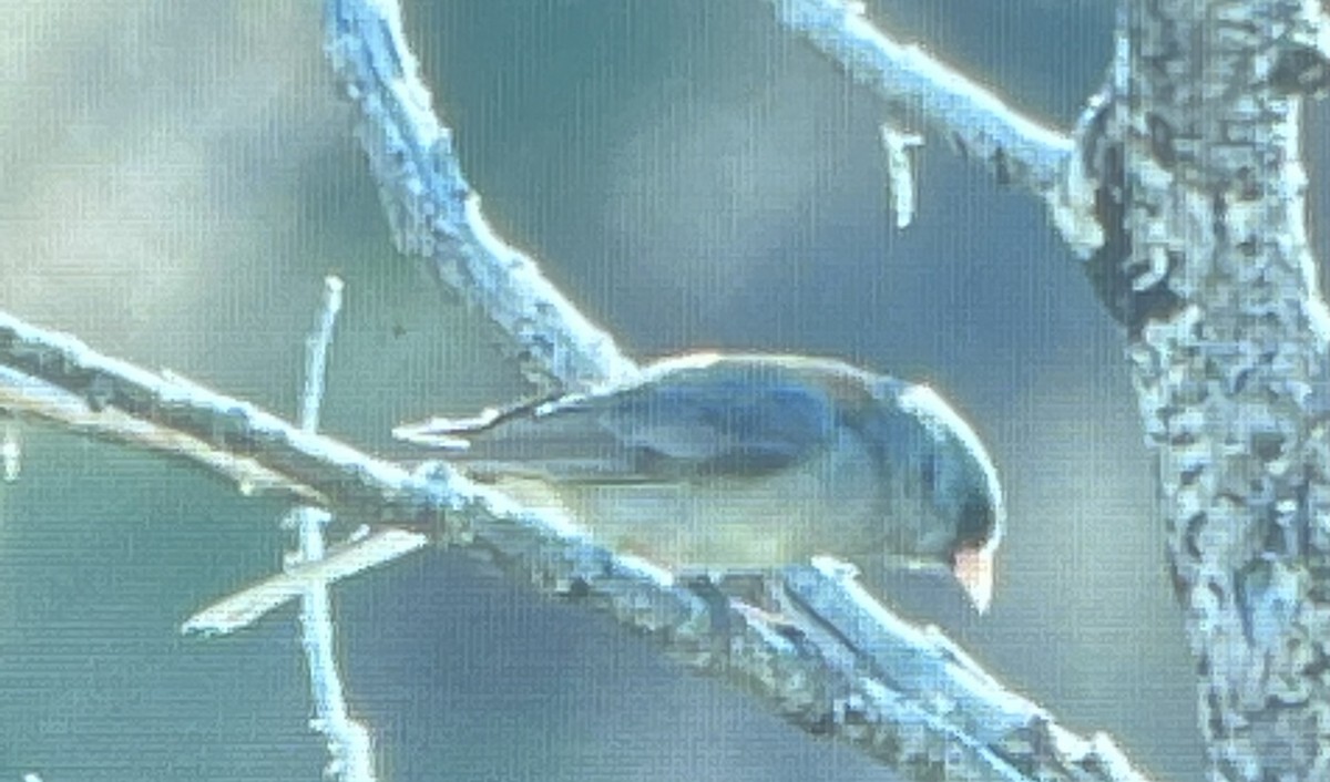 Dark-eyed Junco - ML593038111