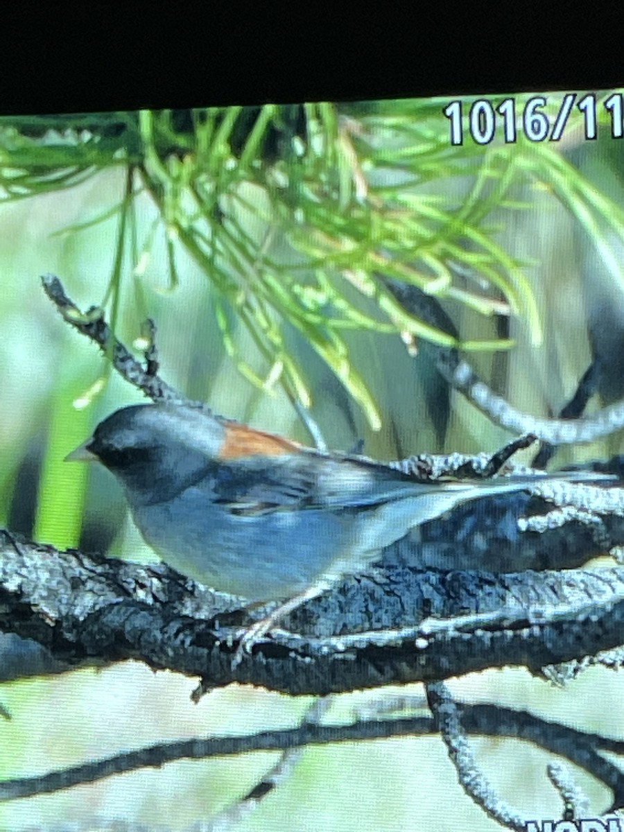 Dark-eyed Junco - ML593038121